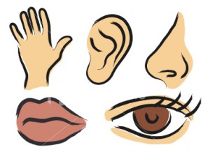 see-hear-feel-smell-taste