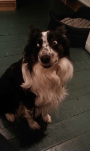 The writer’s Dog, otherwise known as Ben, Old Spottynose or Daft Sausage.