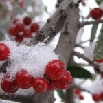 Harper Impulse get in the festive mood… 