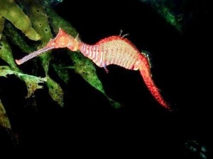 A graceful sea dragon similar to the one Eva and Saul see while freediving